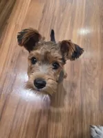 Pippin, a male Yorkipoo for sale in Louisville, KY – 3 of 9