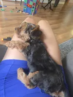 Pippin, a male Yorkipoo for sale in Louisville, KY – 9 of 9