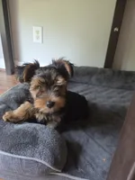 Pippin, a male Yorkipoo for sale in Louisville, KY – 8 of 9