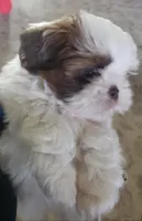 Casper , a male Shih Tzu for sale in Cape Coral, FL – Photo 2 of 5