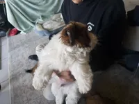 Casper , a male Shih Tzu for sale in Cape Coral, FL – Photo 5 of 5