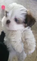 Casper , a male Shih Tzu for sale in Cape Coral, FL – Photo 3 of 5