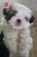 Casper , a male Shih Tzu for sale in Cape Coral, FL – Photo 4 of 5