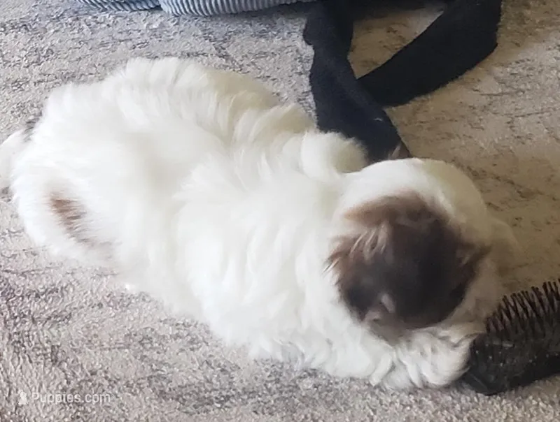 Casper  – Shih Tzu puppy for sale in Cape Coral, FL
