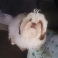 Jasper, a male Shih Tzu for sale in Cape Coral, FL – Photo 7 of 10