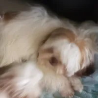 Jasper, a male Shih Tzu for sale in Cape Coral, FL – Photo 8 of 10