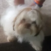 Jasper, a male Shih Tzu for sale in Cape Coral, FL – Photo 5 of 10