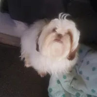 Jasper, a male Shih Tzu for sale in Cape Coral, FL – Photo 1 of 10