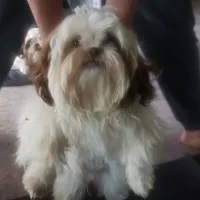 Jasper, a male Shih Tzu for sale in Cape Coral, FL – Photo 3 of 10