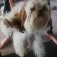 Jasper, a male Shih Tzu for sale in Cape Coral, FL – Photo 4 of 10