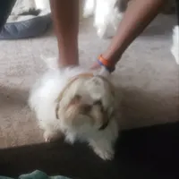 Jasper, a male Shih Tzu for sale in Cape Coral, FL – Photo 10 of 10