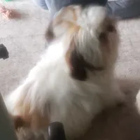 Jasper, a male Shih Tzu for sale in Cape Coral, FL – Photo 2 of 10