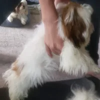 Jasper, a male Shih Tzu for sale in Cape Coral, FL – Photo 6 of 10