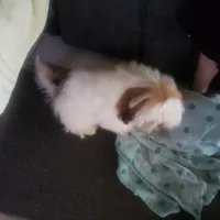 Jasper, a male Shih Tzu for sale in Cape Coral, FL – Photo 9 of 10