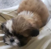 Brownie, a female Shih Tzu for sale in Cape Coral, FL – Photo 2 of 3
