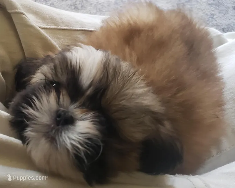 Brownie – Shih Tzu puppy for sale in Cape Coral, FL