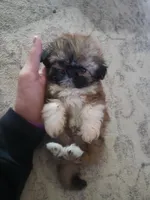 Tiny , a female Shih Tzu for sale in Cape Coral, FL – Photo 1 of 3