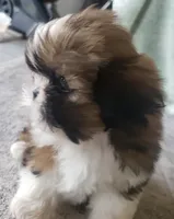 Tiny , a female Shih Tzu for sale in Cape Coral, FL – Photo 3 of 3