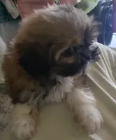 Tiny , a female Shih Tzu for sale in Cape Coral, FL – Photo 2 of 3