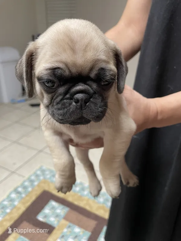 Moss – Pug puppy for sale in Orangevale, CA