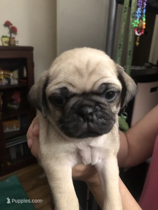 Lulu – Pug puppy for sale in Orangevale, CA
