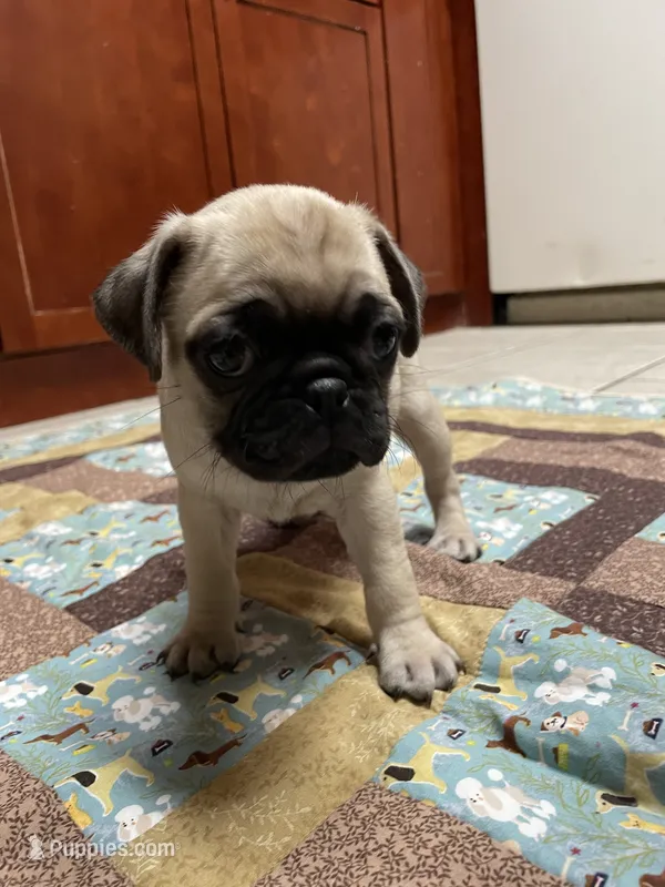 Moss – Pug puppy for sale in Orangevale, CA
