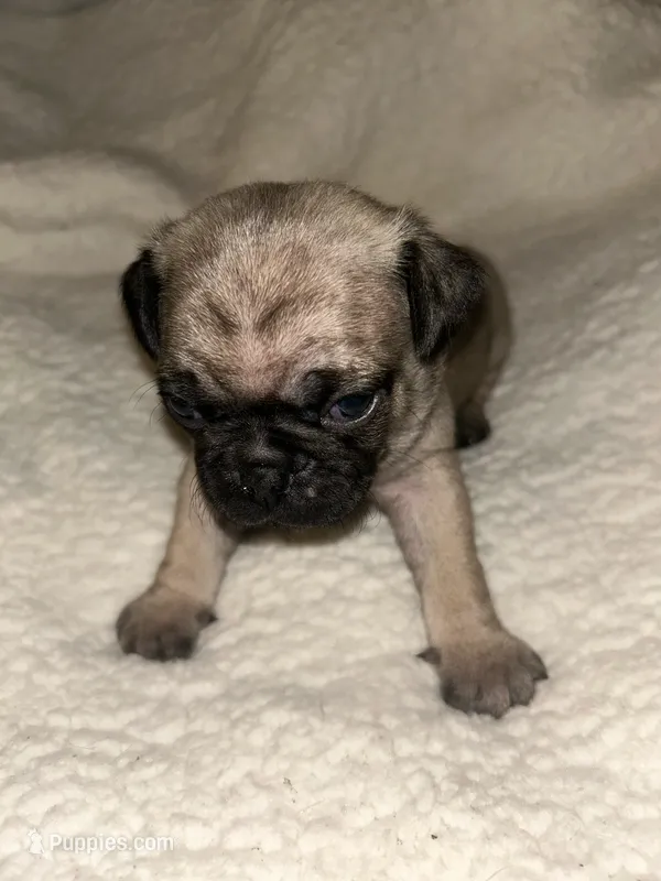 Marmie – Pug puppy for sale in Orangevale, CA