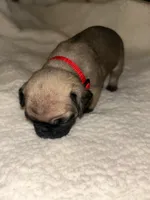 Crim, a male Pug for sale in Orangevale, CA – 2 of 2
