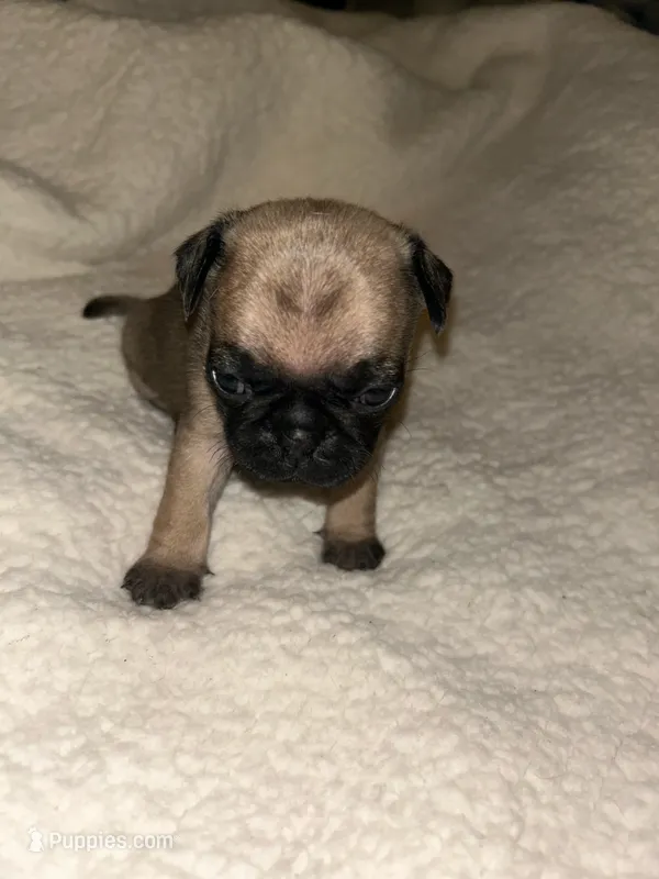 Crim – Pug puppy on hold in Orangevale, CA