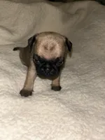 Crim, a male Pug for sale in Orangevale, CA – 1 of 2