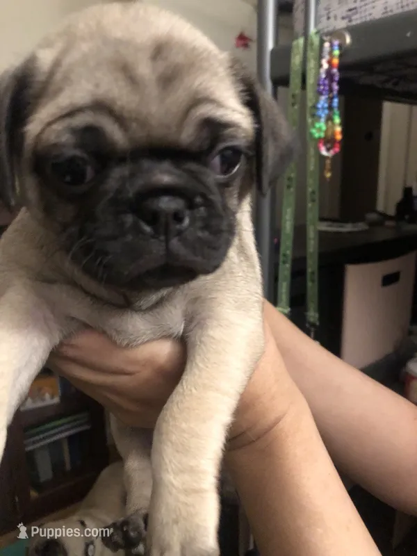 Lily – Pug puppy for sale in Orangevale, CA