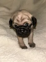 Ames, a male Pug for sale in Orangevale, CA – 2 of 2
