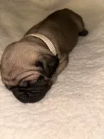 Lily, a female Pug for sale in Orangevale, CA – 2 of 2