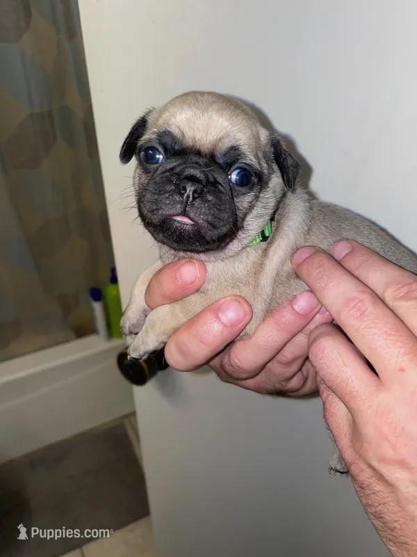 Moss – Pug puppy for sale in Orangevale, CA