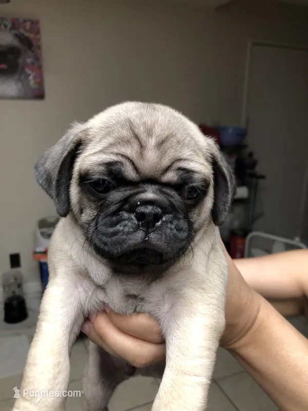 Marmie – Pug puppy on hold in Orangevale, CA