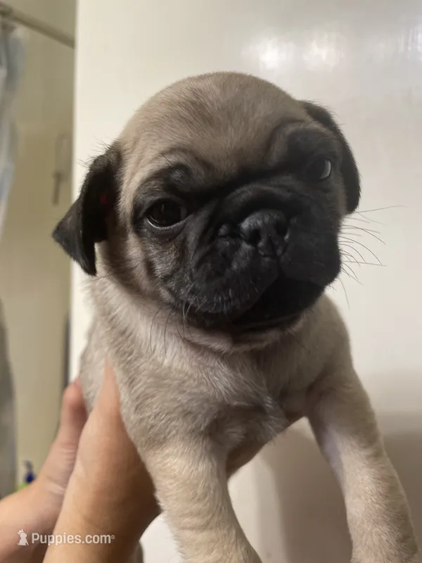 Onyx – Pug puppy for sale in Orangevale, CA