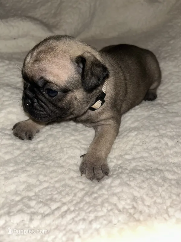 Lily – Pug puppy for sale in Orangevale, CA