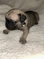 Lily, a female Pug for sale in Orangevale, CA – 1 of 2