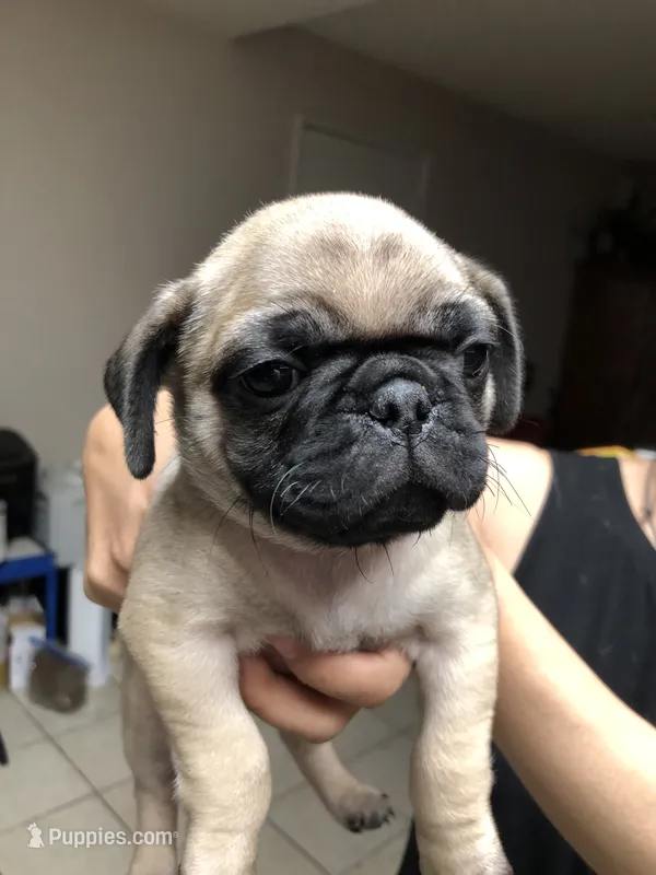 Crim – Pug puppy on hold in Orangevale, CA