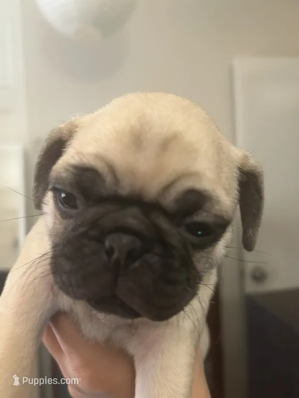 Moss – Pug puppy for sale in Orangevale, CA