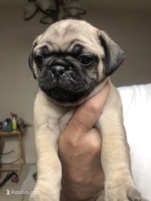 Ames – Pug puppy for sale in Orangevale, CA