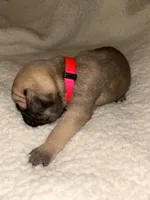 Lulu, a female Pug for sale in Orangevale, CA – 2 of 2