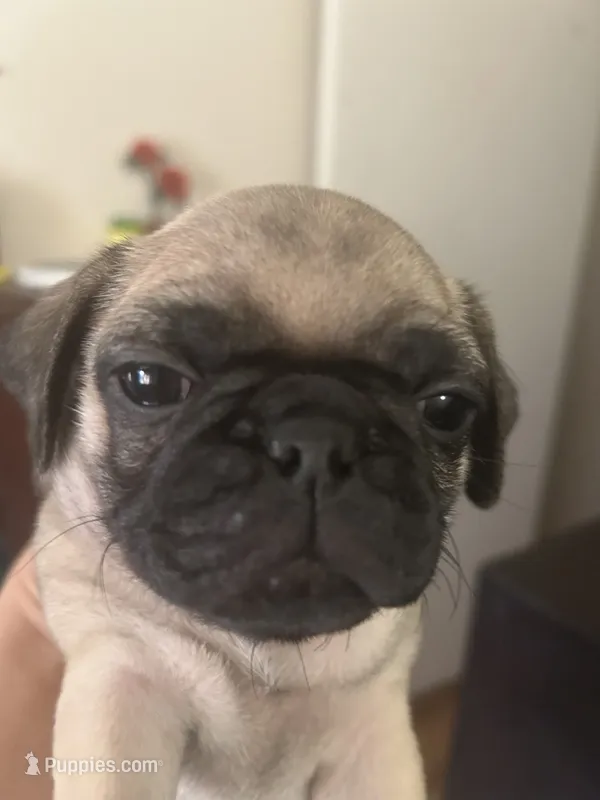Crim – Pug puppy on hold in Orangevale, CA