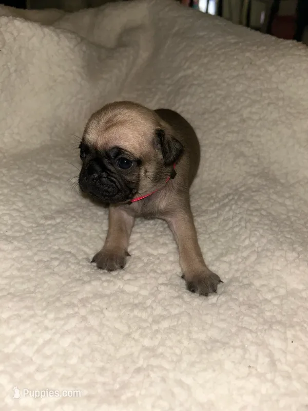 Lulu – Pug puppy on hold in Orangevale, CA