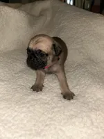 Lulu, a female Pug for sale in Orangevale, CA – 1 of 2