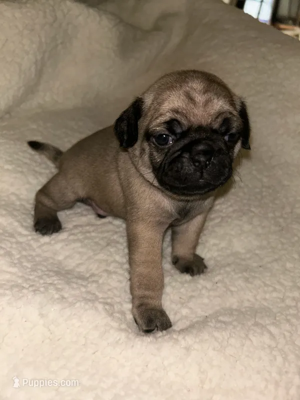 Ames – Pug puppy for sale in Orangevale, CA