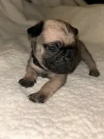 Onyx, a male Pug for sale in Orangevale, CA – 1 of 1