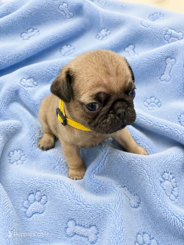 Nug – Pug puppy for sale in Orangevale, CA