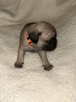 Marmie, a male Pug for sale in Orangevale, CA – 2 of 2
