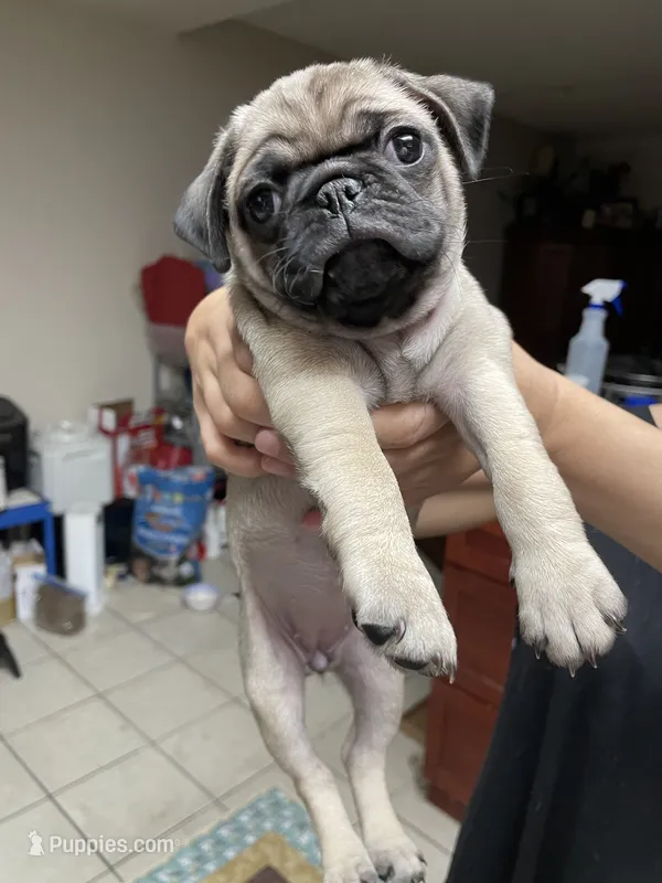 Lily – Pug puppy for sale in Orangevale, CA